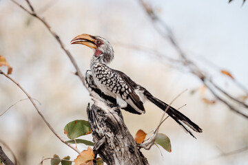 Nashornvogel