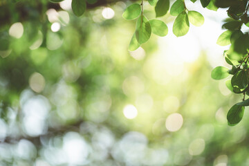 Closeup of green leaves with sunlight and copy space for fresh greenery and botany background concept.