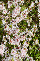 Japanische Mandelkirsche,  Prunus tomentosa