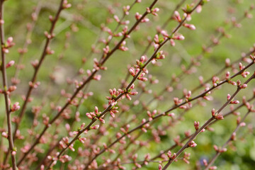 Japanische Mandelkirsche,  Prunus tomentosa