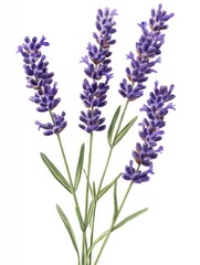Fototapeta premium Delicate purple lavender flowers are arranged on a white background gracefully