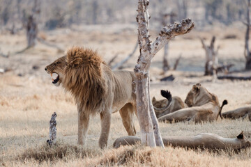 L&ouml;wenm&auml;nnchen