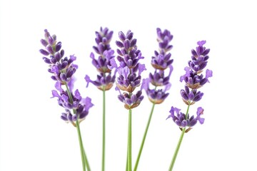 Obraz premium Five Stems Of Lavender Flowers Against A White Backdrop