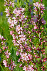 Russische Zwergmandel, Prunus tenella, Speciosa