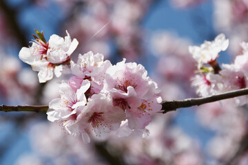 Mandelbaum,  Mandelblüte, Pfalz