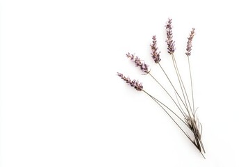 Obraz premium Five stems of lavender arranged on a bright white background