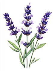 Fototapeta premium A watercolor painting depicts vibrant purple lavender flowers and foliage