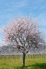 Mandelbaum,  Mandelbl&uuml;te,  Pfalz
