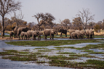 Gro&szlig;e Elefantenherde in Botswana