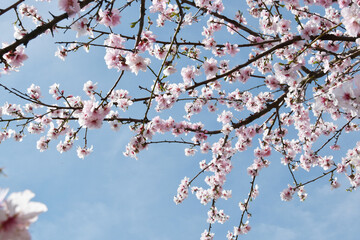 Mandelbaum,  Mandelblüte, Pfalz