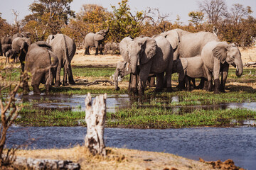 Gro&szlig;e Elefantenherde am Okavango