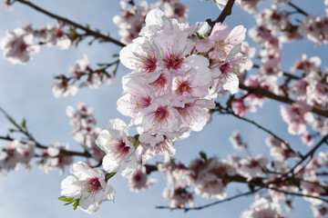 Mandelbaum,  Mandelblüte, Pfalz