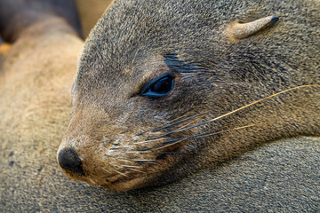 Close-up of a seal with its head resting on another seal, Cape Cross, Africa