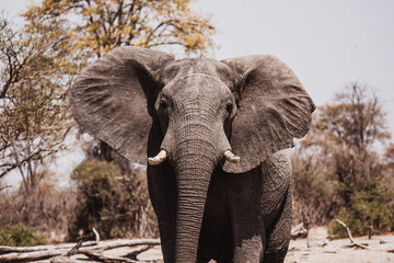 Elefantenbulle frontal