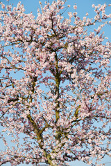 Mandelbaum,  Mandelblüte, Pfalz