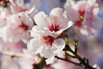 Mandelbaum,  Mandelblüte, Pfalz