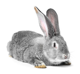 Naklejka premium Fluffy grey rabbit on white background. Cute pet