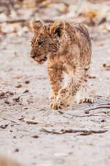 L&ouml;wenbaby laufend