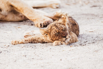 Schlafendes L&ouml;wenbaby