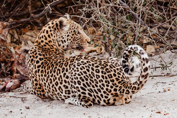 Leopard mit Beute