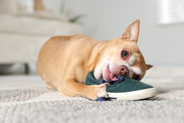 Cute chihuahua dog chewing shoe on floor indoors, closeup