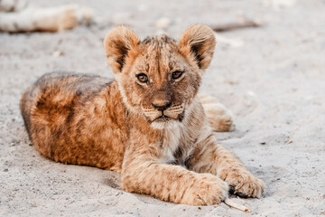 L&ouml;wenbaby frontal