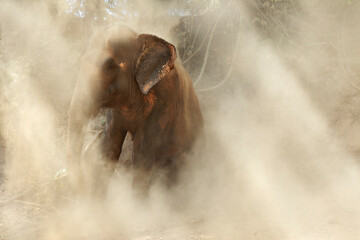 elephant ,in a dry dusty place ,in a south east asian forest