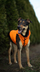 A happy dog wearing an orange jacket stands outdoors, surrounded by tall green bushes. The dog has black and tan fur, looking playful and energetic with a bright, joyful expression.
