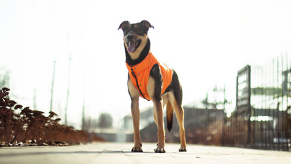 A dog wearing an orange jacket stands confidently outdoors, with the sun shining brightly in the...