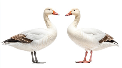 Obraz premium Two snow geese standing face to face, isolated on a white background
