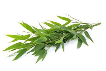Obraz premium Fresh Green Bamboo Branch with Leaves Isolated on White Background