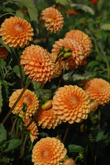 Fototapeta premium Dahlie, Balldahlie, Dahlia