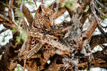 Leopard hunting