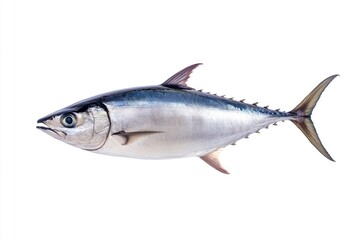 Close-up of Fresh Tuna Fish on White Background for Food