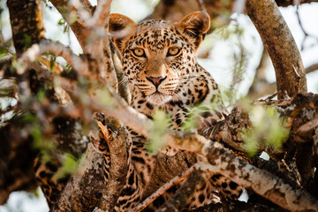 Leopard im Baum