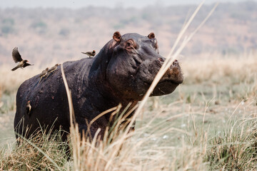 Hippo im Schilf, Flusspferd, 