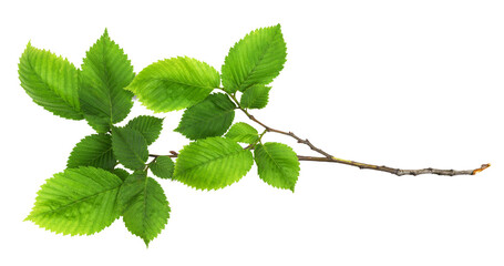 Closeup of branch of fresh green elm-tree leaves isolated on white or transparent background
