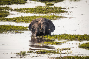Elefant im Wasser