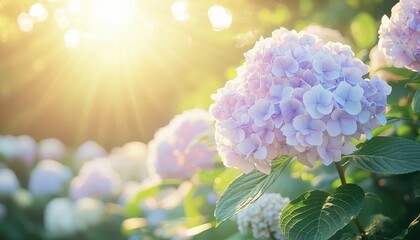 Fototapeta premium Beautiful hydrangeas bloom in a bright sunny and lush garden setting