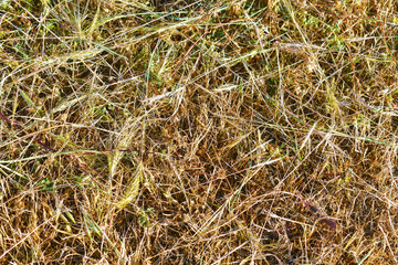 Dried grass and weeds on the ground in the sun.