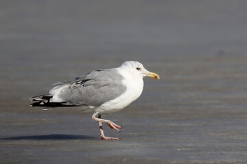 Herring gull