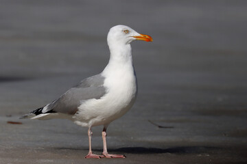 Fototapeta premium Herring gull
