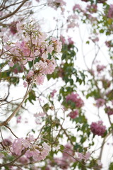 Closed up fluffy flower, pink cherry blossom with blurred background.