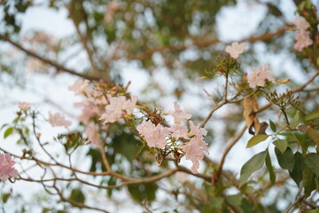 pink cherry blossom with blurred background.