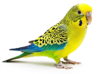 Obraz premium Standing Budgerigar Displays Vibrant Yellow and Blue Plumage on a White Background