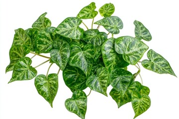 Green Heartleaf Philodendron Plant with Variegated Leaves Isolated on White