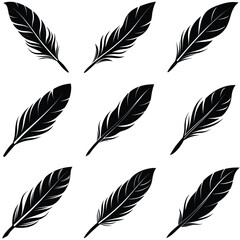 Elegant Black Bird Feathers
