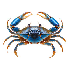 crab isolated on white