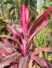 Garden foliage plant-Cordyline fruticosa. Family - Asparagaceae. Common name- ti plant, palm lily,...