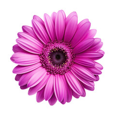 purple egerbera flower on transparent background